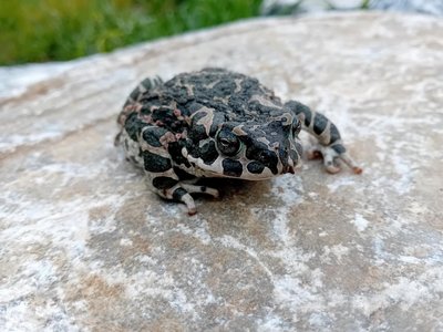 Kröte